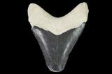 Serrated, Bone Valley Megalodon Tooth - Florida #99839-1